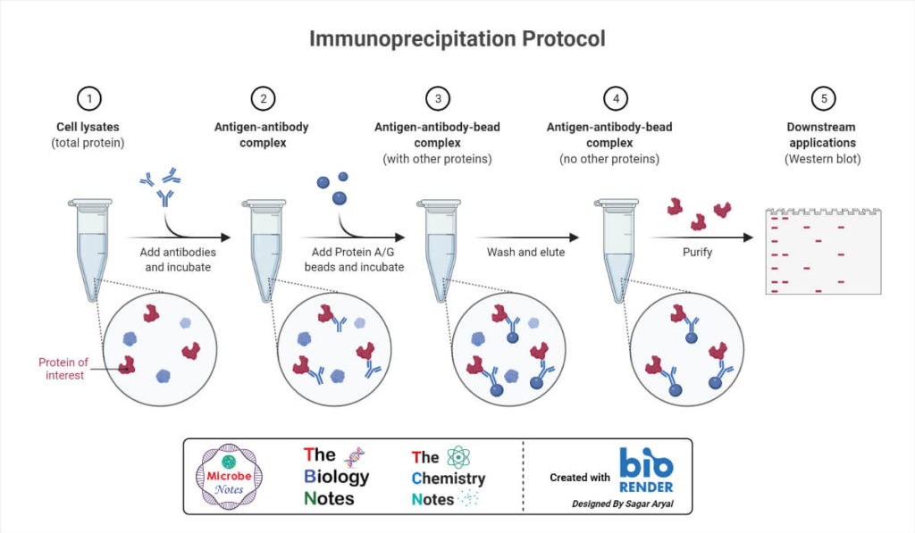 Immunoprecipitation Protocol