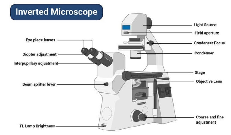 16 Types of Microscopes with Parts, Functions, Diagrams