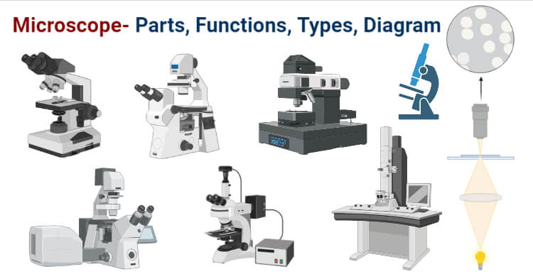Microscope- Definition, Parts, Functions, Types, Diagram, Uses