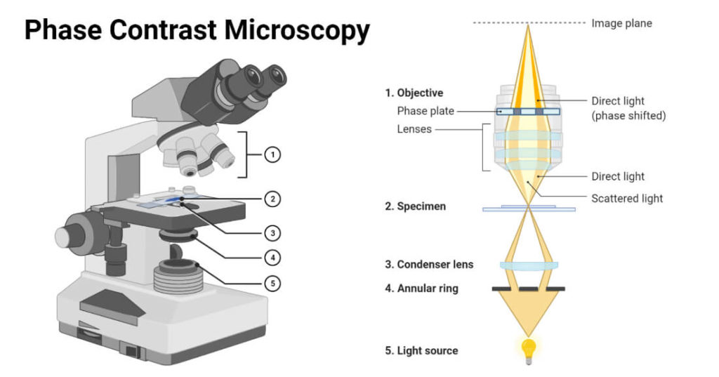 Phase Contrast Microscope