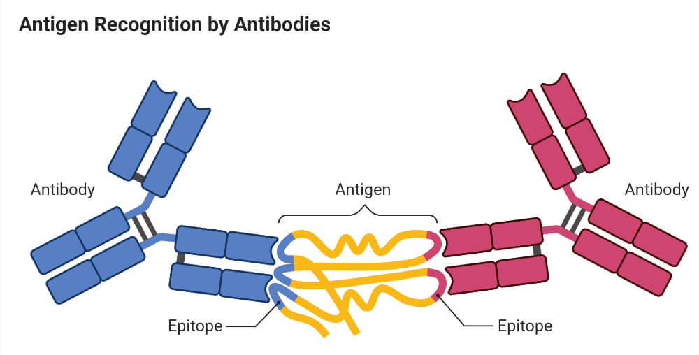 antigen-antibody complexes