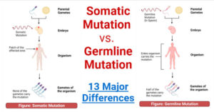 Somatic Mutation vs. Germline Mutation