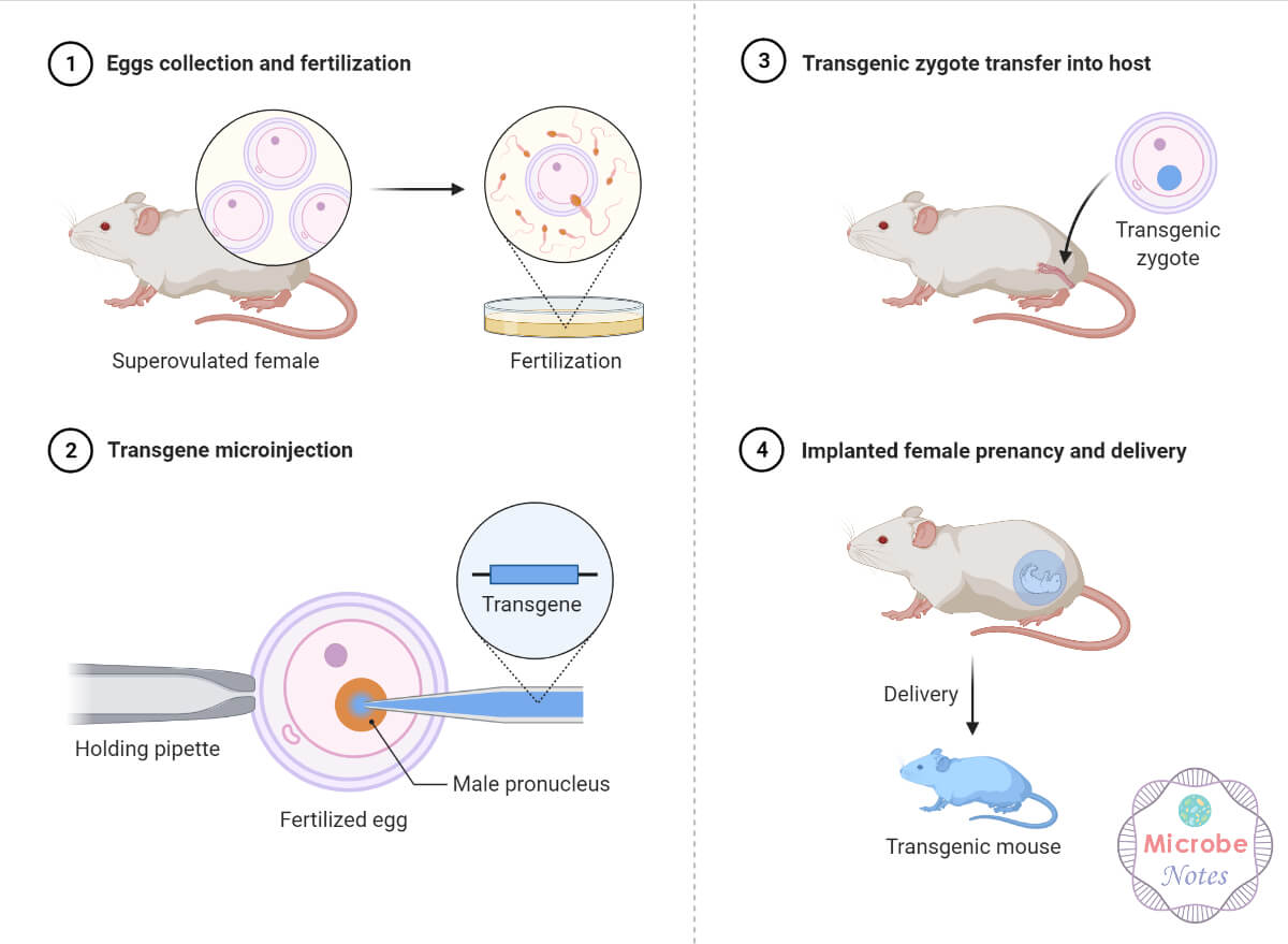 Transgenic-Mice-Production-Microinjection