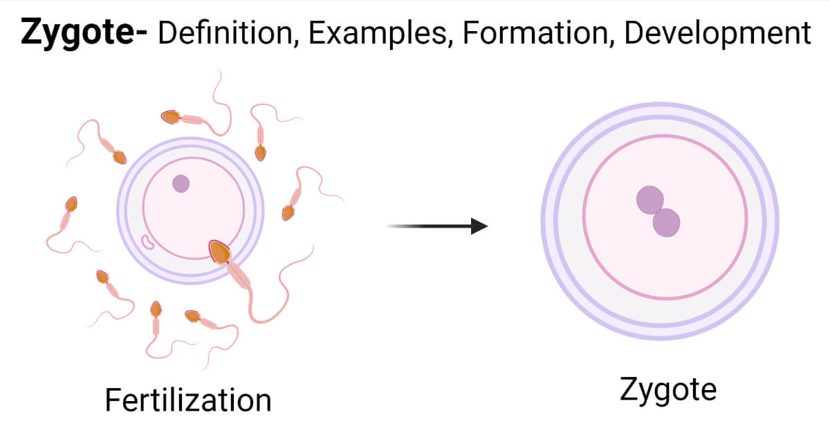Zygote Formation
