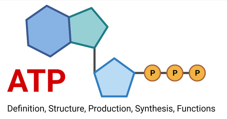 ATP- Definition, Structure, Production, Synthesis, Functions
