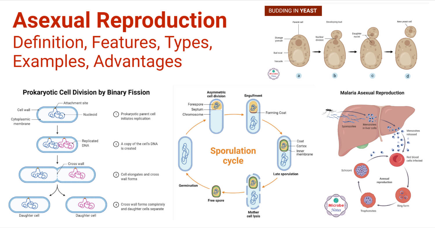 Asexual Reproduction- Definition, Features, Types, Examples