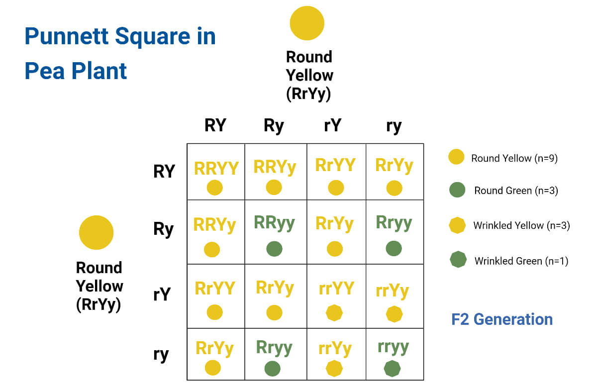 Punnett Square Definition Types Application Examples Limitations