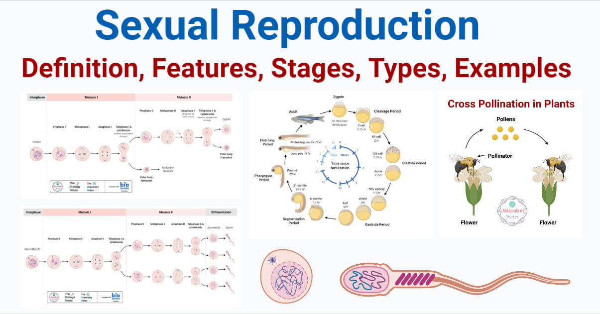 Sexual Reproduction- Definition, Features, Stages, Types, Examples