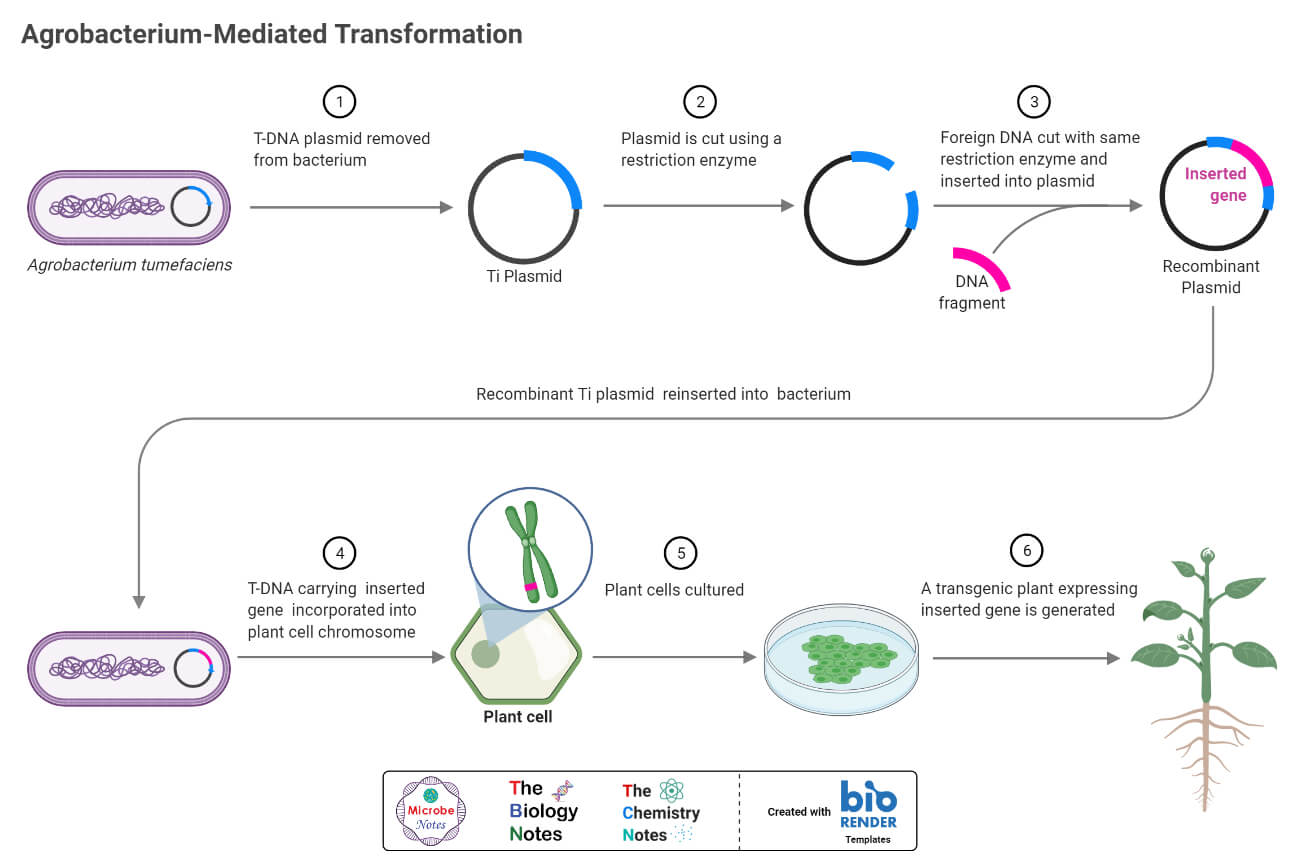Agrobacterium Mediated Transformation
