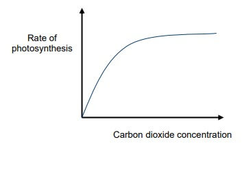 limiting factors on photosynthesis