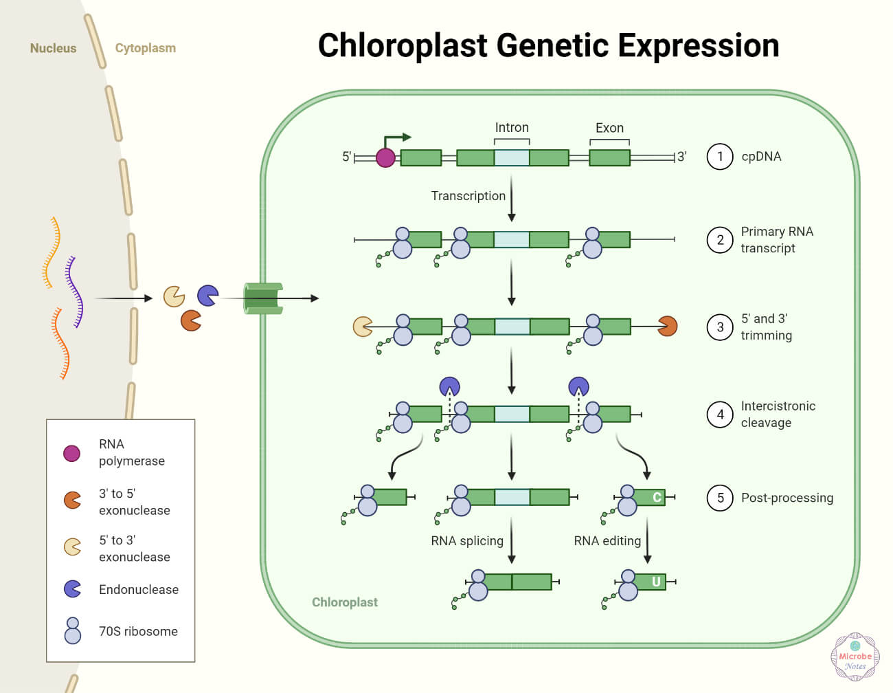 Chloroplast Genetic Expression