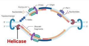 DNA helicases