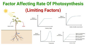 Factor Affecting Rate Of Photosynthesis (Limiting Factors)