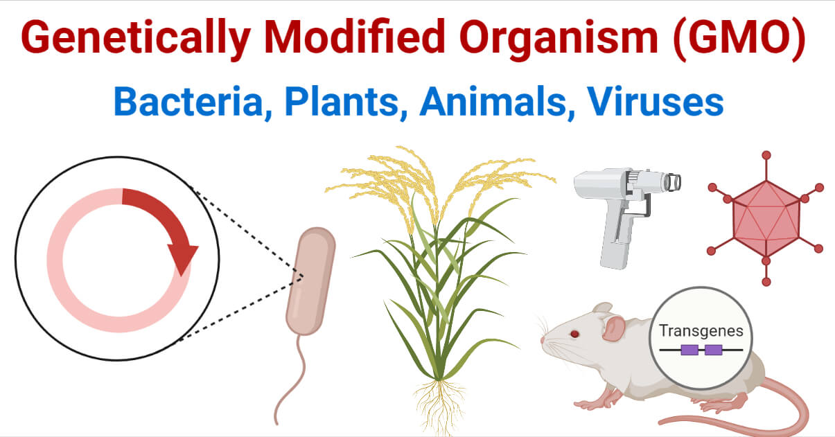 Genetically Modified Organism (GMO)- Bacteria, Plants, Animals