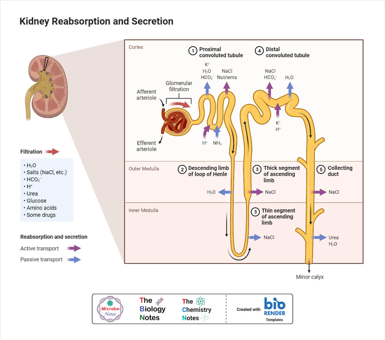 Kidney Reabsorption and Secretion