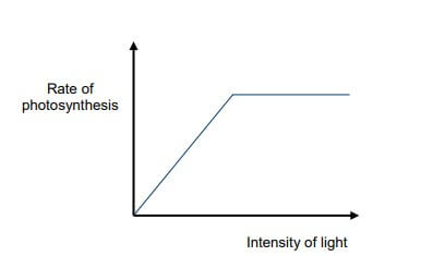 Light Intensity and Photosynthesis