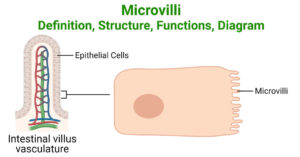 Microvilli Diagram