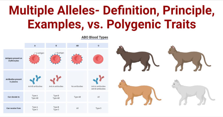  Multiple Alleles Definition Principle Examples Vs Polygenic Traits 