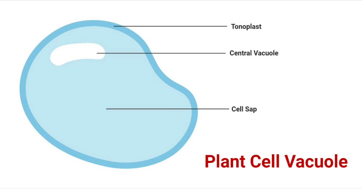 Plant Cell Vacuole- Definition, Structure, Types, Functions, Diagram