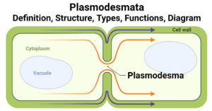Plasmodesmata Structure Diagram