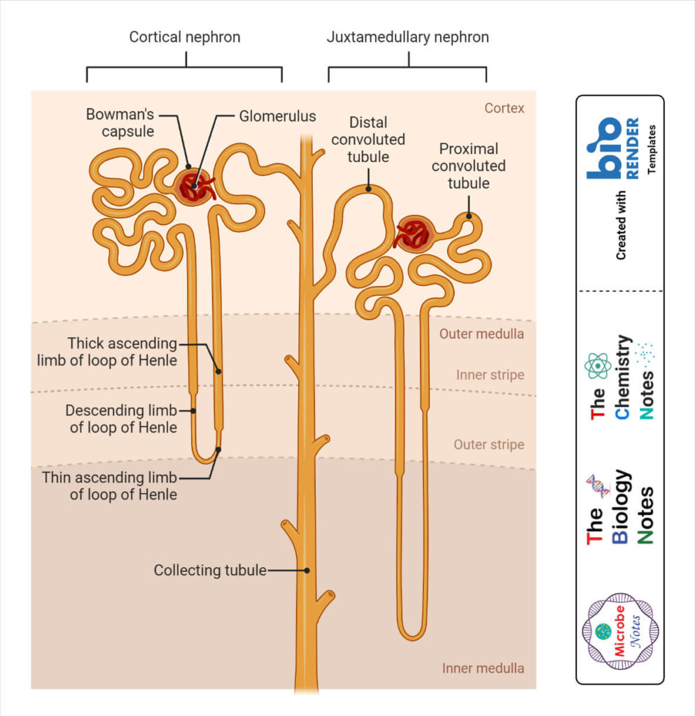 Nephron Definition, Structure, Physiology, Functions