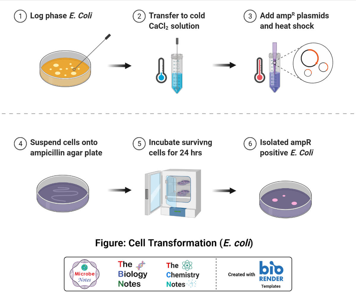 Transformation of E. coli cell