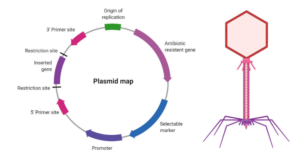 Vectors for gene cloning- Plasmids and Bacteriophage