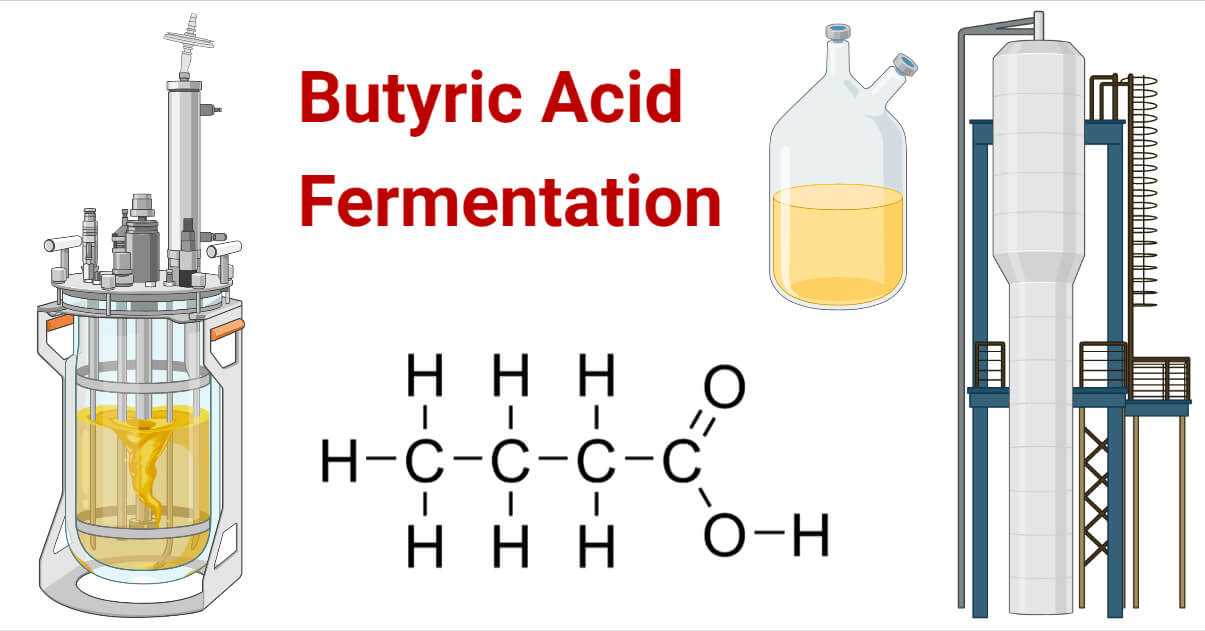 Butyric Acid Fermentation