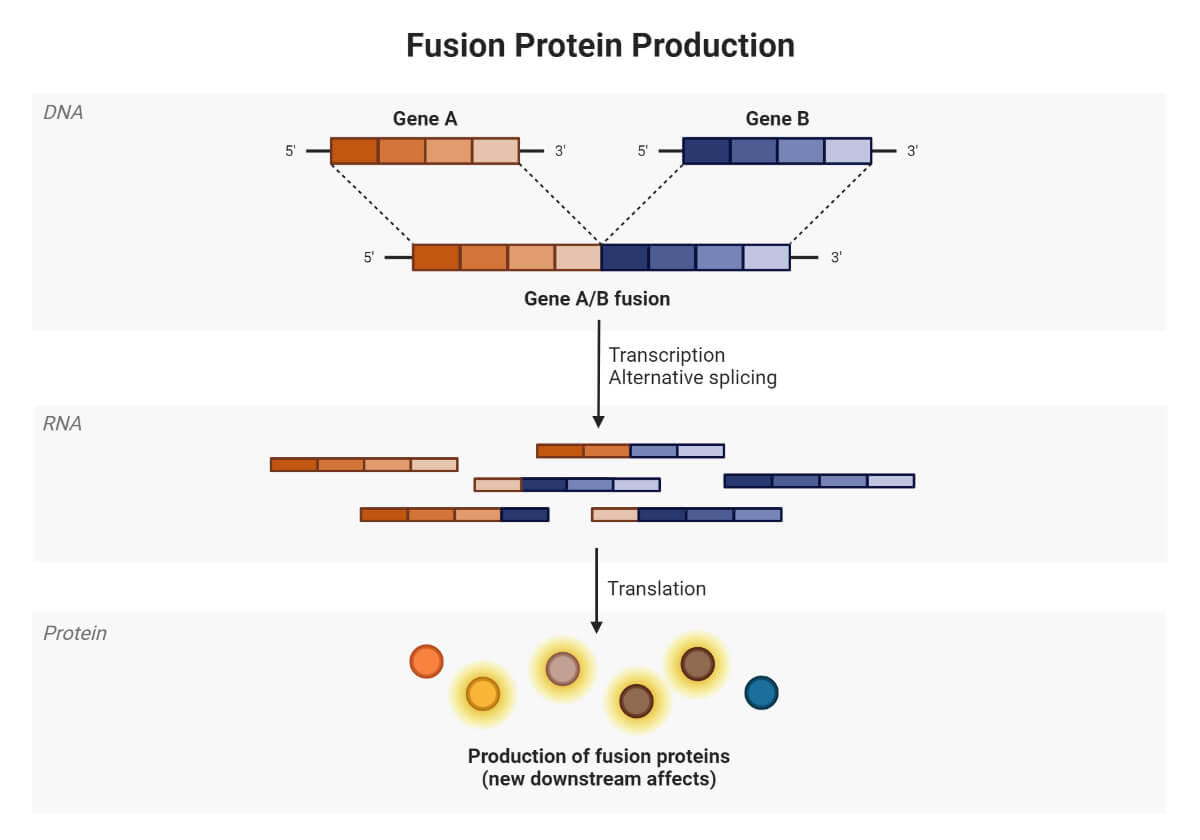Fusion-Protein-Production