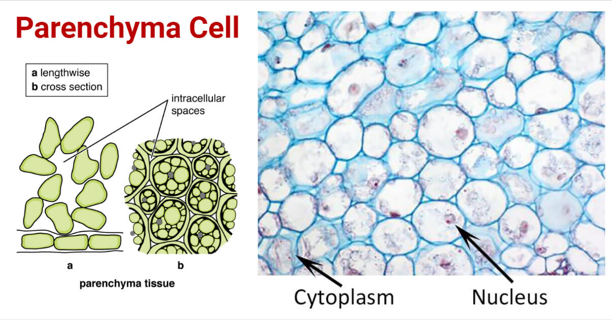Parenchyma Cell