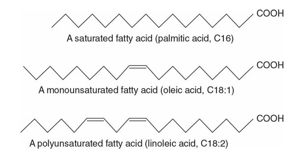 Saturated, Unsaturated fatty acid and Eicosanoids