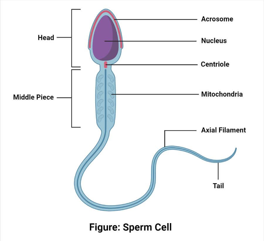 Gamete- Definition, Types, Spermatogenesis, Oogenesis