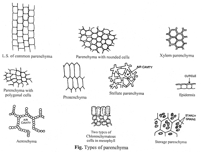Types of Parenchyma Cell