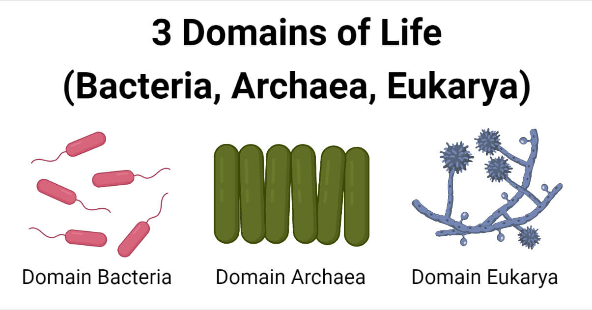 3 Domains of Life (Bacteria, Archaea, Eukarya)