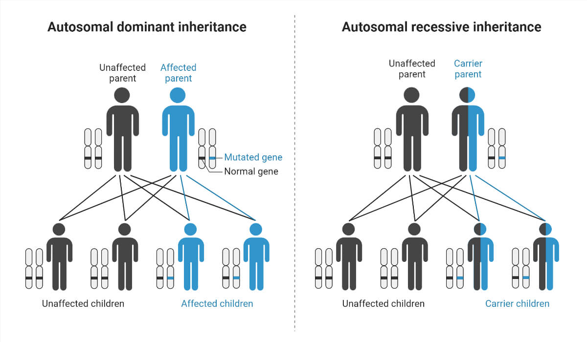 Autosomal Dominant and Recessive Inheritance