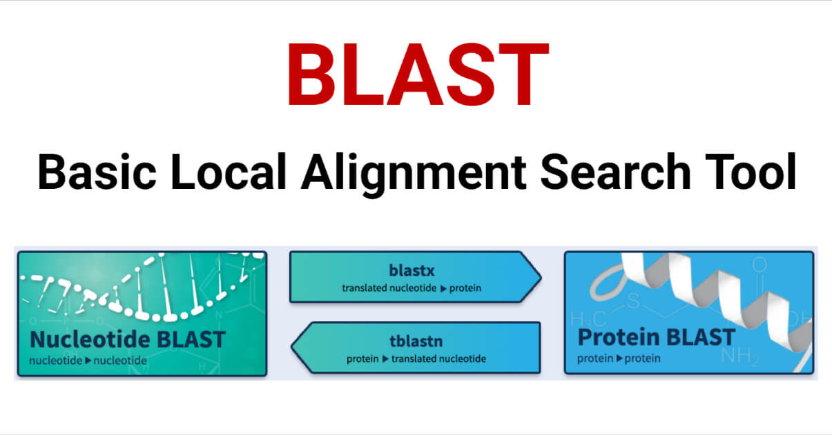 Basic Local Alignment Search Tool (BLAST)