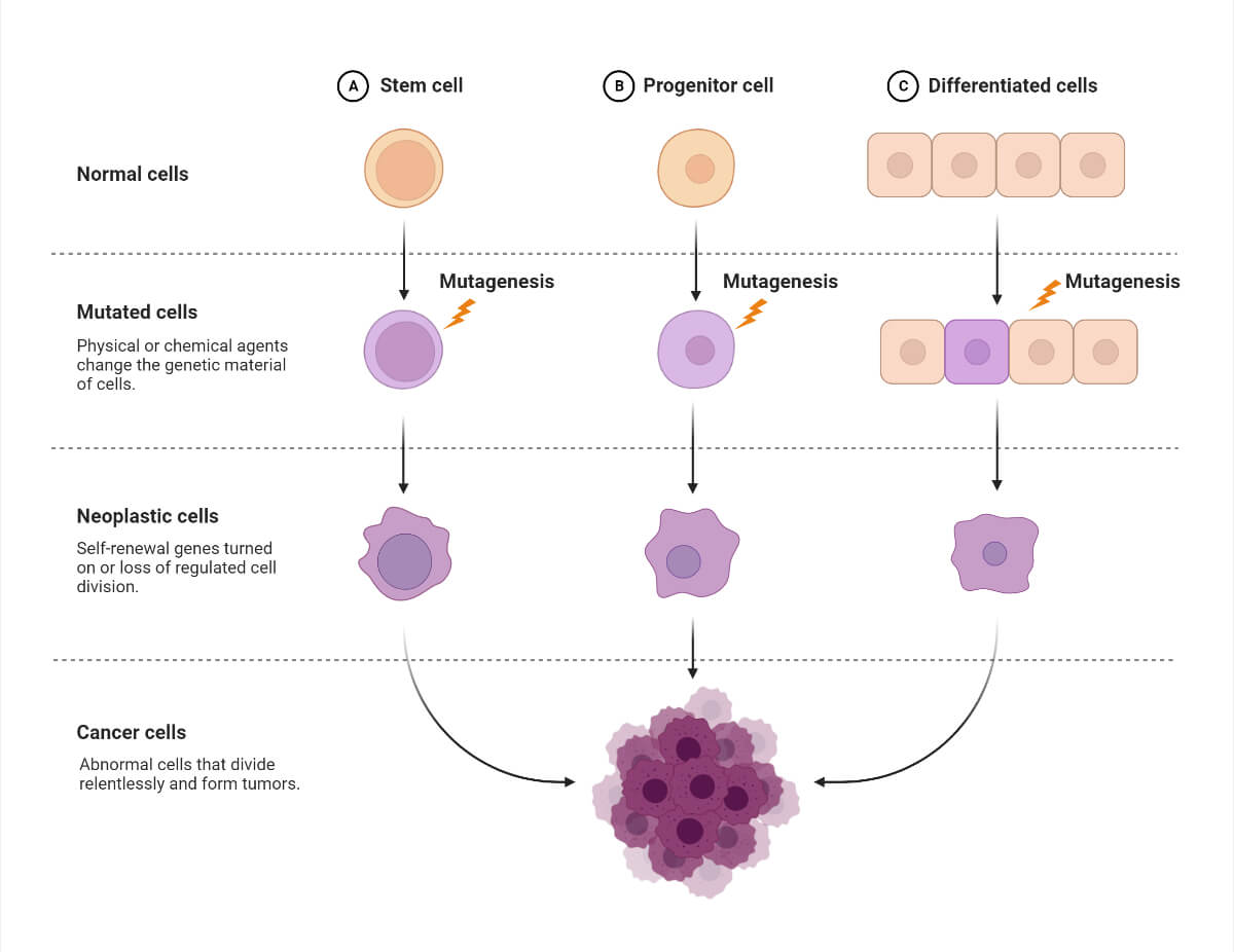 Cancer Cell Transformation