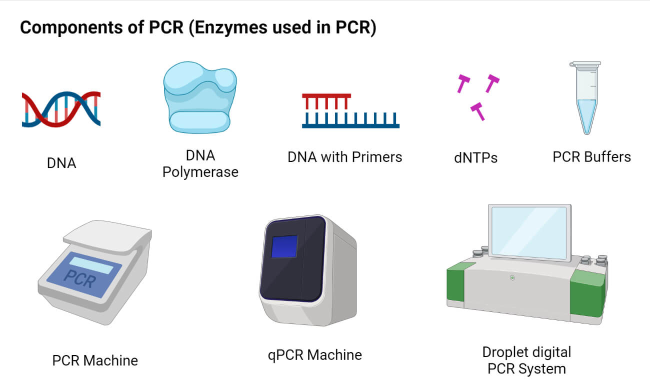 PCR- Definition, Principle, Enzymes, Steps, Types, Uses