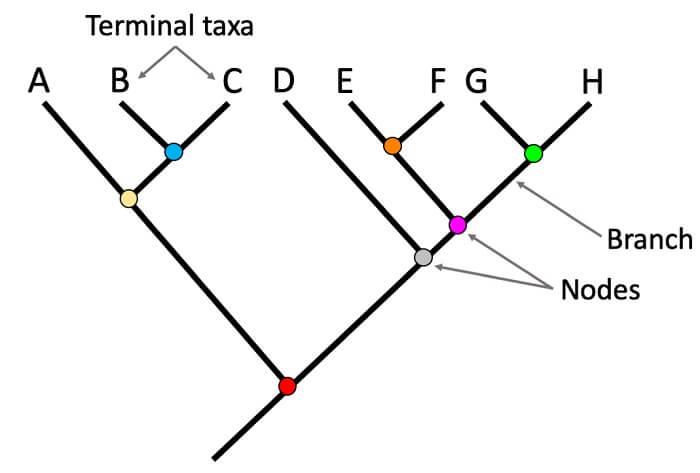 phylogenetic-tree-definition-analysis-elements-methods-uses