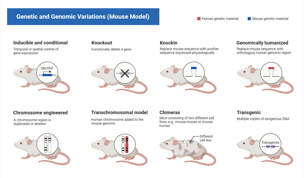 Genetic and Genomic Variations (Mouse Model)