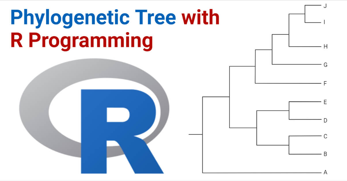 Phylogenetic Tree with R Programming