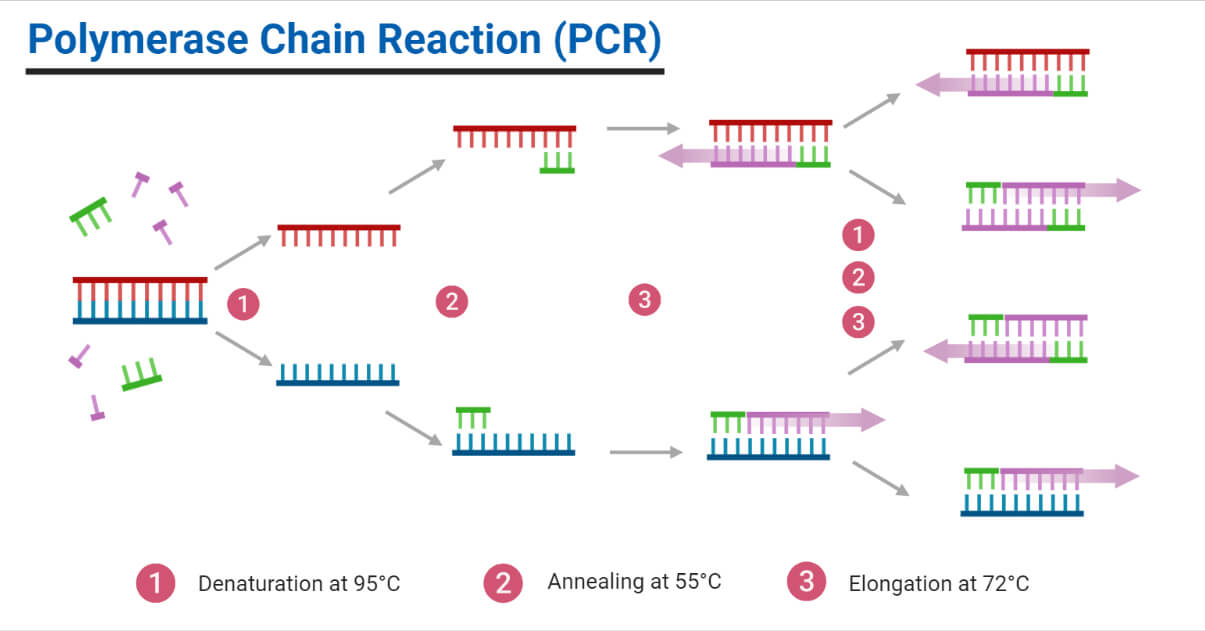 PCR- Definition, Principle, Enzymes, Steps, Types, Uses