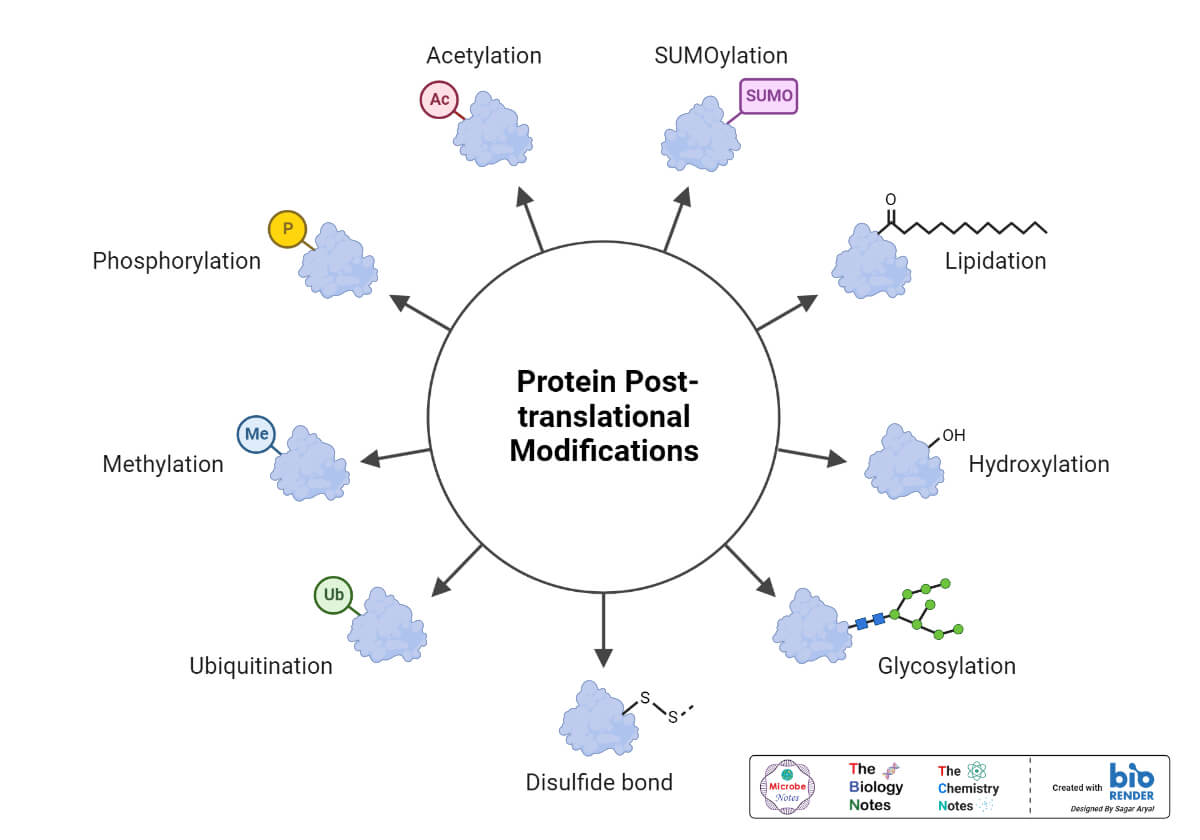 Protein Post-Translational Modifications