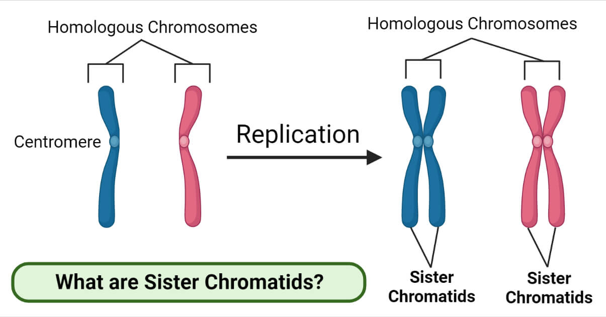 Sister Chromatids Definition, Formation, Separation, Functions