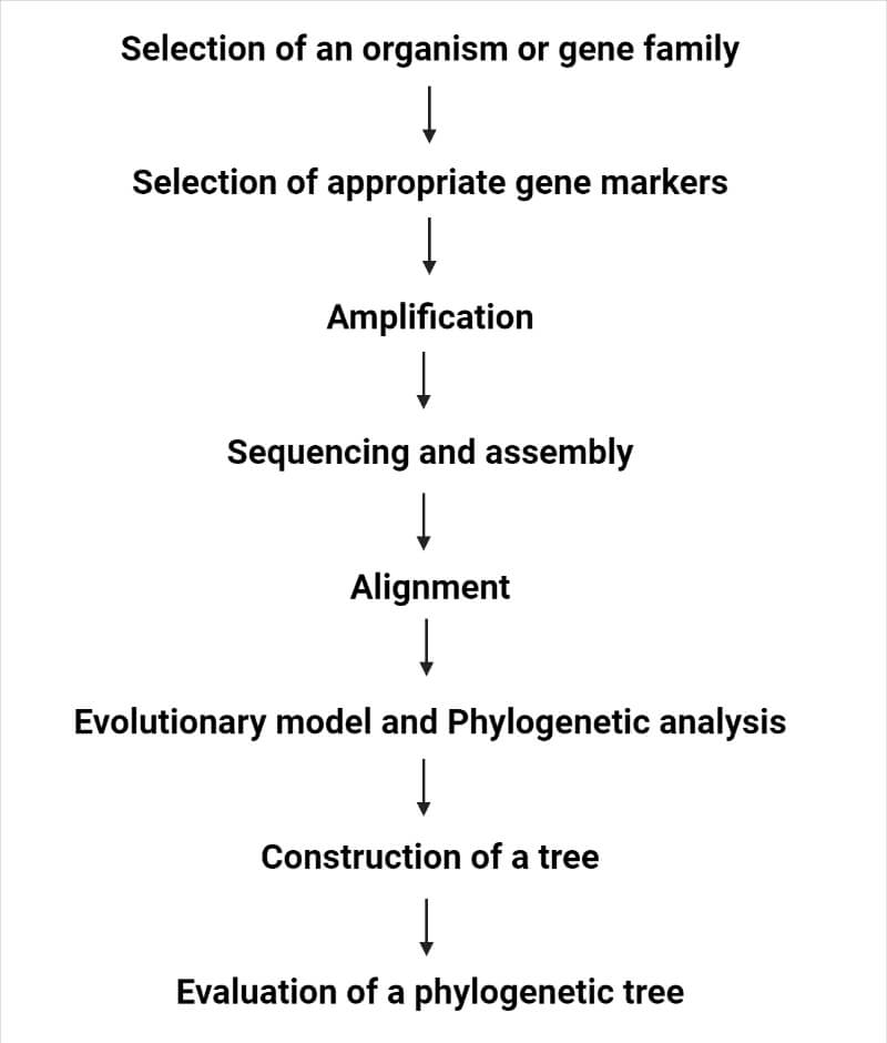 Steps for preparing the phylogenetic tree