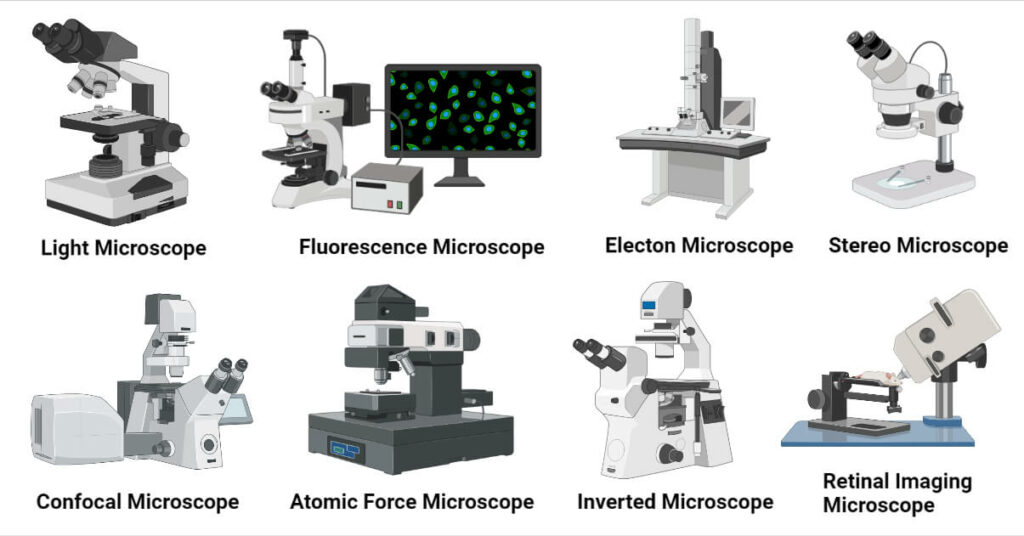 Types Parts And Functions Of A Microscope 2023 - vrogue.co