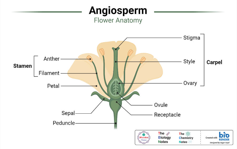 Angiosperm - Flower Anatomy