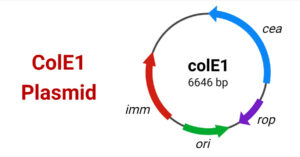 ColE1 Plasmid