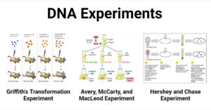 DNA Experiments