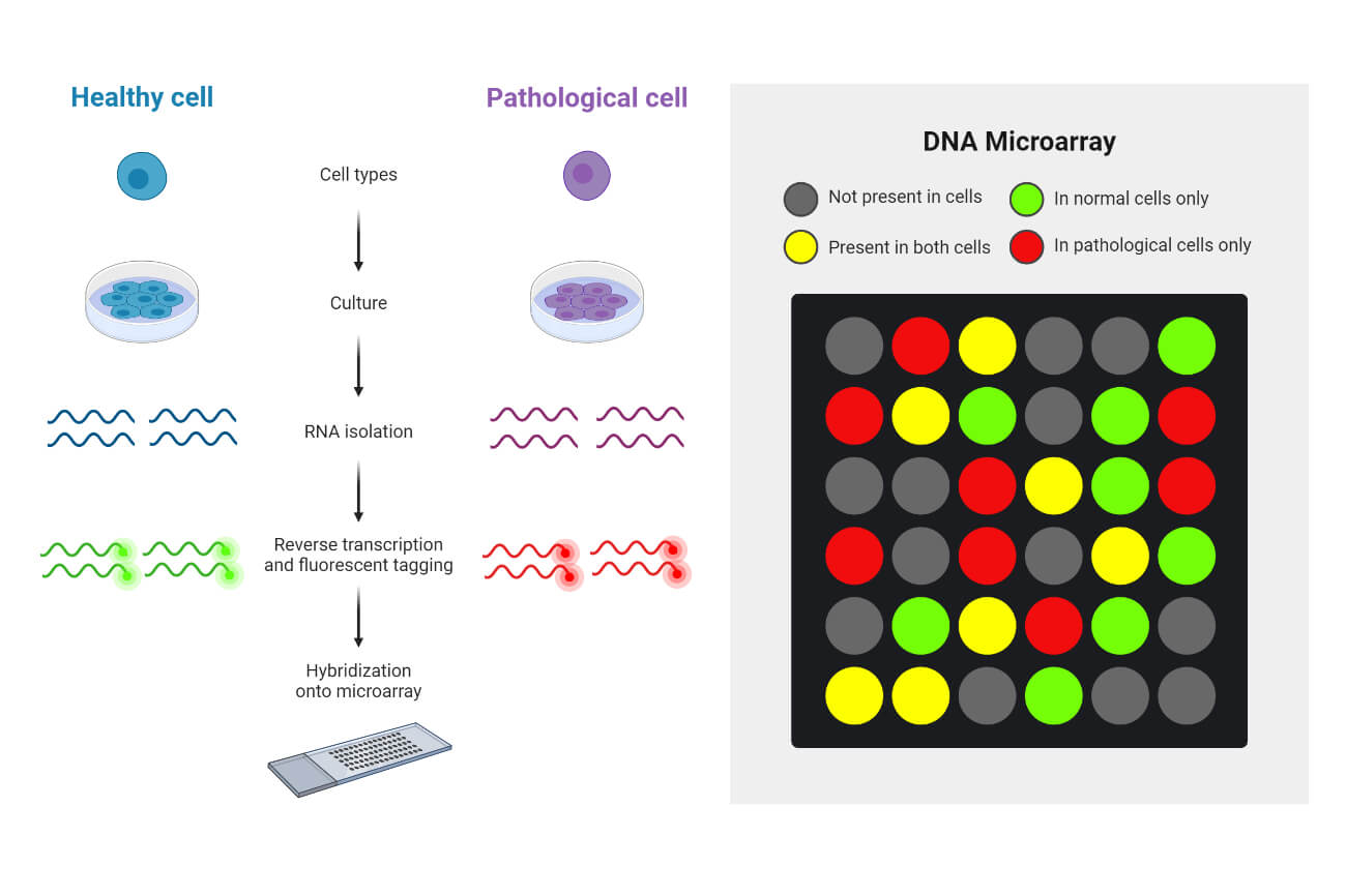 DNA microarray procedure
